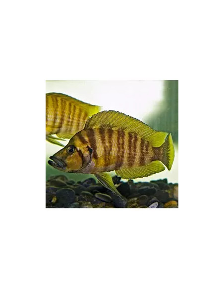 Altolamprologus calvus "Yellow" F1 3-4cm