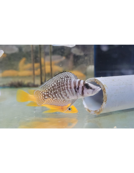 Altolamprologus calvus White "Chaitika" F1