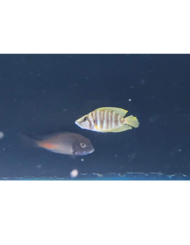 Altolamprologus calvus "Yellow" F1 3-4cm