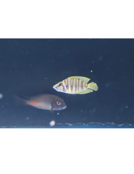 Altolamprologus calvus "Yellow" F1 3-4cm