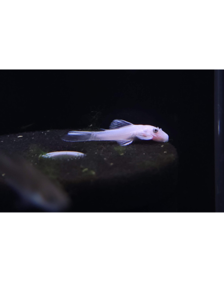 Ancistrus Snow White (Ancistrus cf. cirrhosus "Snow White") 2,5cm