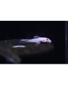 Ancistrus cf. cirrhosus "Snow White" 2.5cm