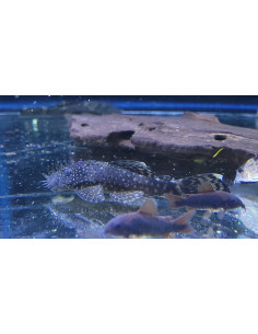 Ancistrus cf. cirrhosus L 6-8cm