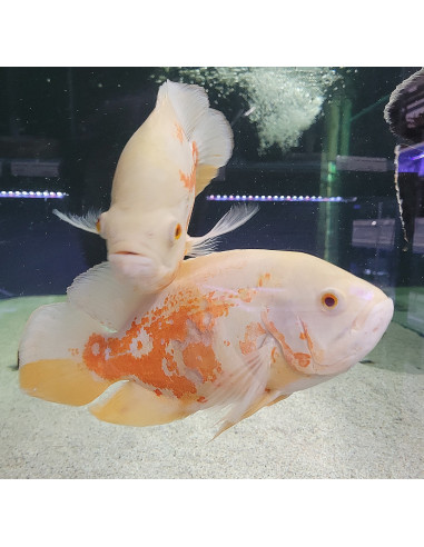 Astronotus ocellatus red tiger albinos 15-20CM