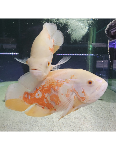 Astronotus ocellatus red tiger albinos 15-20CM
