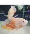 Astronotus ocellatus red tiger albinos 15-20CM