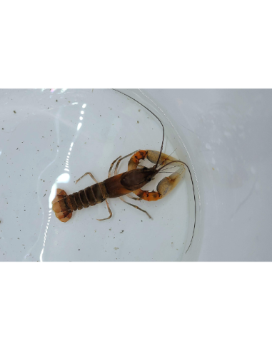 CHERAX ALCIAE "RED KONG" 6-8cm