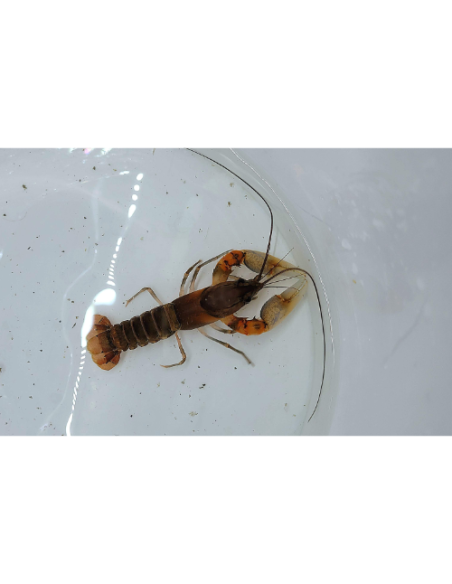 CHERAX ALCIAE "RED KONG" 6-8cm