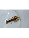CHERAX ALCIAE "RED KONG" 6-8cm