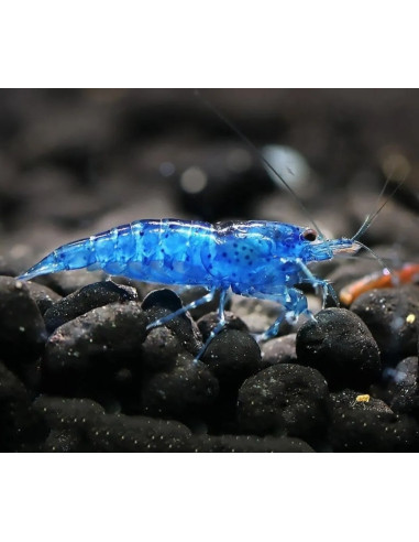 Crevette Blue Diamond (Caridina sp. "Blue Diamond") 1,2-1,5cm