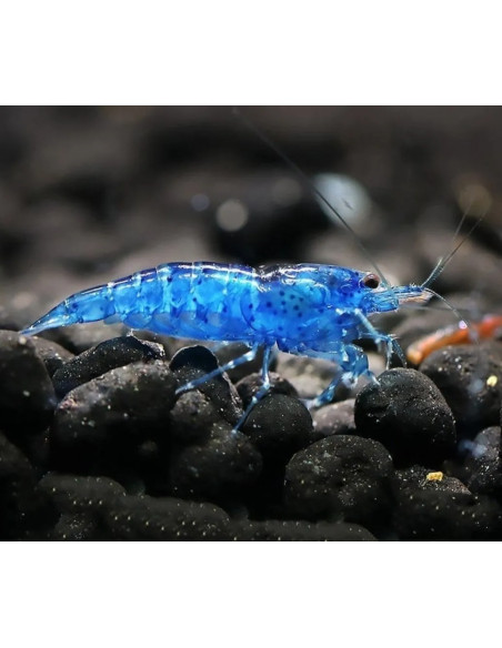 Crevette Blue Diamond (Caridina sp. "Blue Diamond") 1,2-1,5cm