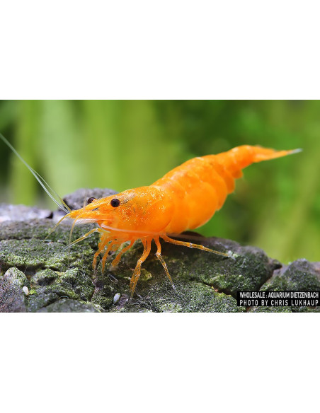 Neocaridina Heteropoda Orange 1-1,5cm