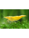 Crevette Yellow (Neocaridina heteropoda "Yellow") 1-1,5cm