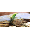 Neocaridina Davidi Var. Green Jade 1-1,5cm