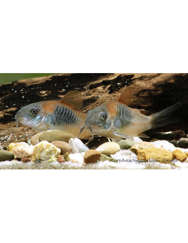 Corydoras Venezuela Orange 2-2,5cm
