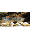 Corydoras Venezuela Orange 2-2,5cm