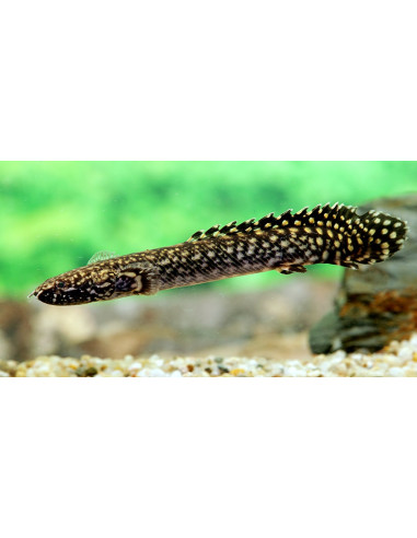 Bichir ornatipinnis (Polypterus ornatipinnis) 8-10cm