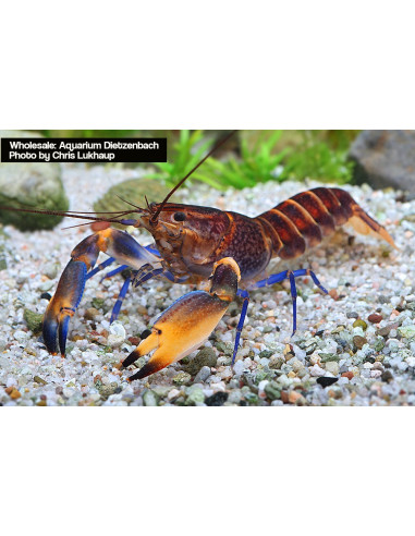 Cherax woworae