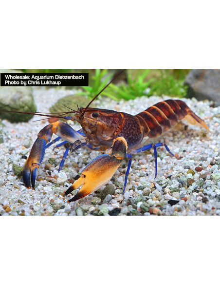 Cherax woworae