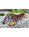 Cherax woworae