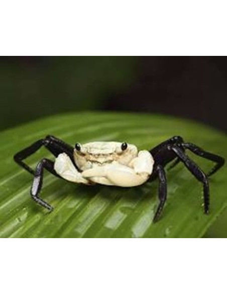 Lepidothelphusa Padawan 2-2,5 Cm Wild