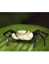 Lepidothelphusa Padawan 2-2,5 Cm Wild