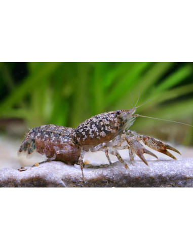 Cambarellus Puer 1,2-2cm