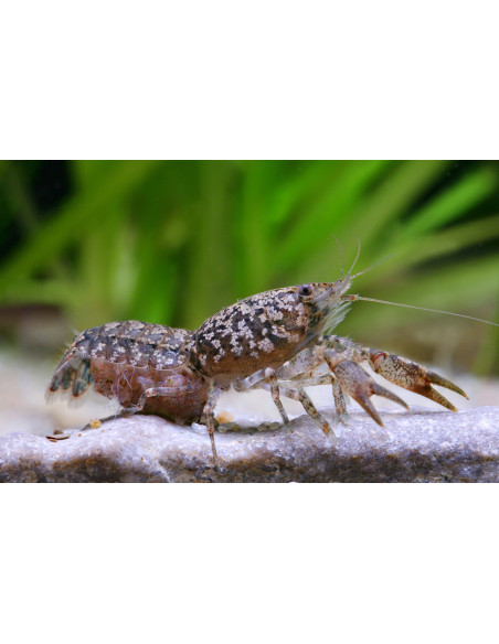 Cambarellus Puer 1,2-2cm