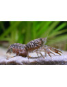 Cambarellus Puer 1,2-2cm