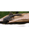 Acanthicus Adonis 3-4,5cm