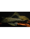 Ancistrinae Gen. Sp. L128 4-6cm Wild