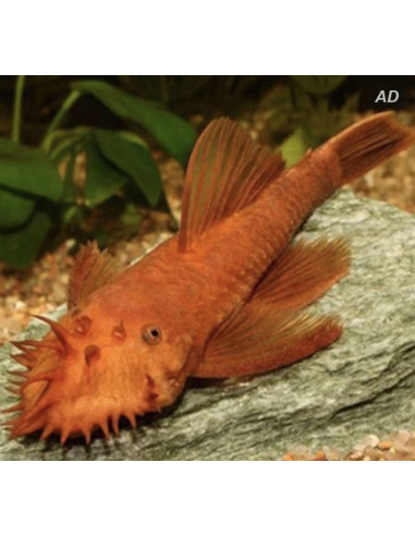 Ancistrus Super Red (Ancistrus sp. Super Red) 2,5-3cm