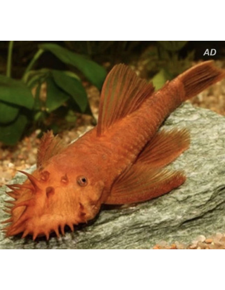 Ancistrus Super Red (Ancistrus sp. Super Red) 2,5-3cm