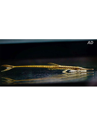 Farlowella Acus 10-12cm Wild