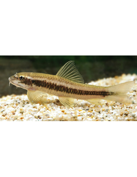 Garra ceylonensis (Garra ceylonensis) 3-4cm Wild