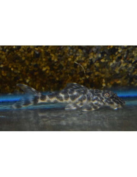 L 127 - Peckoltia lujani 4-6cm
