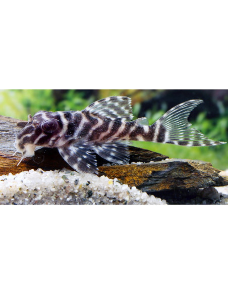 Hypancistrus Sp. L66  6-7cm Wild
