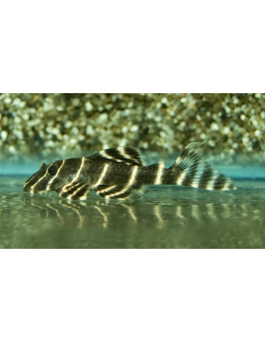 Panaqolus Albivermis, L 204 5-6cm Wild