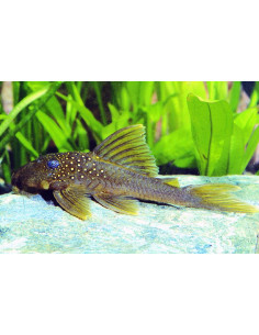 Baryancistrus Demantoides  L 200 7-10cm Wild
