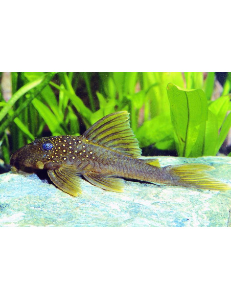 Baryancistrus Demantoides  L 200 7-10cm Wild