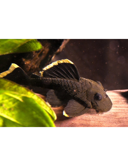 Baryancistrus chrysolomus L047 (Baryancistrus chrysolomus L047) 4-5cm Wild