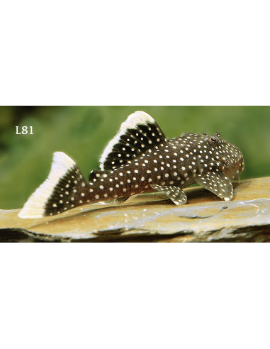 Baryancistrus xanthellus L81 (Baryancistrus xanthellus L81) 6-8cm Wild