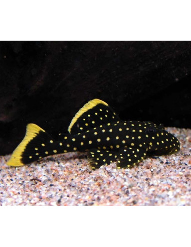 Baryancistrus Xanthellus L 177 4-5cm Wild