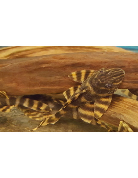 Panaqolus Tankei L398 6-8cm Wild