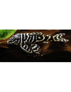 Hypancistrus Debilittera L129 5-7cm Wild