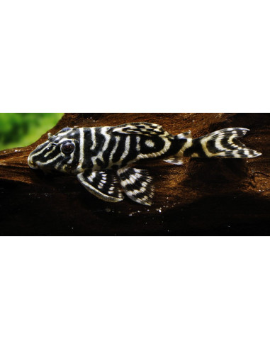 Hypancistrus Debilittera L129 5-7cm Wild