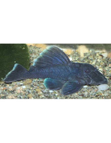 Baryancistrus Beggini L239 4-5cm Wild