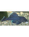 Baryancistrus Beggini L239 4-5cm Wild