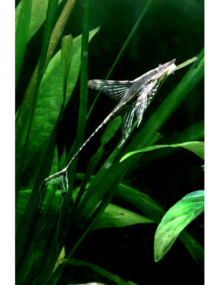 Sturisoma Aureum 12-15cm Wild