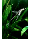 Sturisoma Aureum 12-15cm Wild